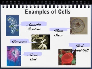 Examples of Cells

           Amoeba
           Proteus   Plant
                     Stem
Bacteria
                               Red
                             Blood Cell
           Nerve
            Cell
 