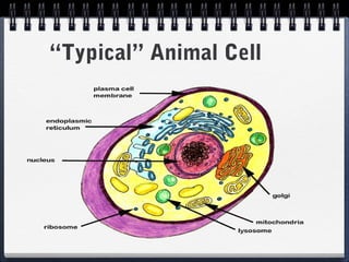 “Typical” Animal Cell
 