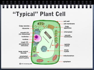 “Typical” Plant Cell
 