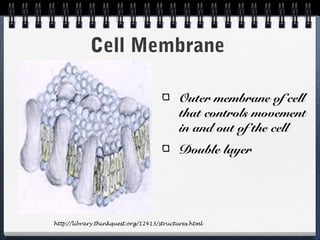 Cell Membrane

                                           Outer membrane of cell
                                           that controls movement
                                           in and out of the cell
                                           Double layer




http://library.thinkquest.org/12413/structures.html
 