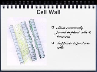 Cell Wall

       Most commonly
       found in plant cells &
       bacteria
       Supports & protects
       cells
 
