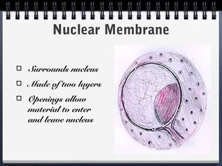 Nuclear Membrane

Surrounds nucleus
Made of two layers
Openings allow
material to enter
and leave nucleus
 