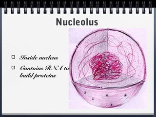 Nucleolus


Inside nucleus
Contains RNA to
build proteins
 