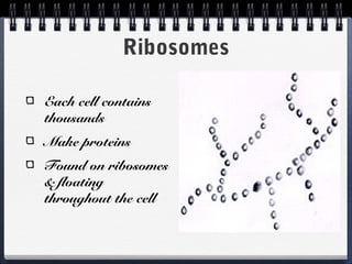Ribosomes

Each cell contains
thousands
Make proteins
Found on ribosomes
& floating
throughout the cell
 