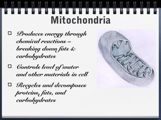 Mitochondria
Produces energy through
chemical reactions –
breaking down fats &
carbohydrates
Controls level of water
and other materials in cell
Recycles and decomposes
proteins, fats, and
carbohydrates
 