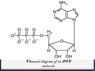 Chemical diagram of an ATP
         molecule.
 
