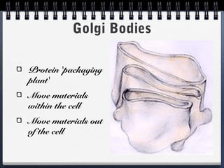 Golgi Bodies

Protein 'packaging
plant'
Move materials
within the cell
Move materials out
of the cell
 