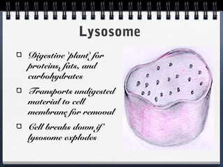 Lysosome
Digestive 'plant' for
proteins, fats, and
carbohydrates
Transports undigested
material to cell
membrane for removal
Cell breaks down if
lysosome explodes
 