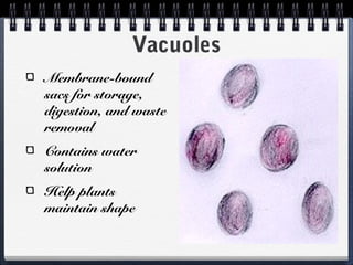 Vacuoles
Membrane-bound
sacs for storage,
digestion, and waste
removal
Contains water
solution
Help plants
maintain shape
 