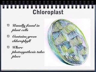 Chloroplast

Usually found in
plant cells
Contains green
chlorophyll
Where
photosynthesis takes
place
 