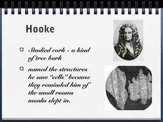 Hooke
Studied cork - a kind
of tree bark
named the structures
he saw “cells” because
they reminded him of
the small rooms
monks slept in.
 