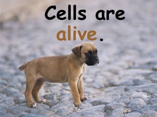Cells are
alive.
 