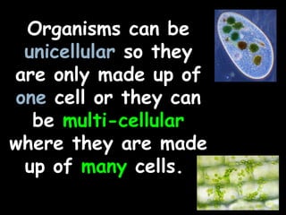 Organisms can be
unicellular so they
are only made up of
one cell or they can
be multi-cellular
where they are made
up of many cells.
 