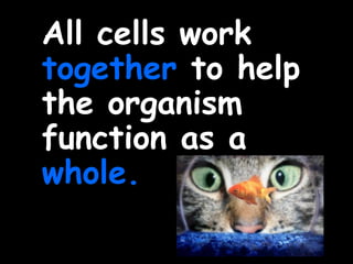 All cells work
together to help
the organism
function as a
whole.
 