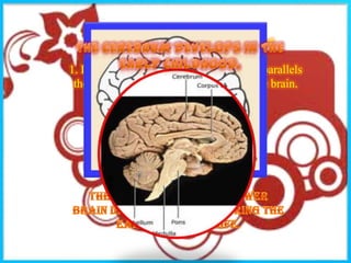 Characteristics of motor development

1. Development of control over the body parallels
 the development of the motor areas in the brain.
 