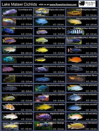 All about cichlids