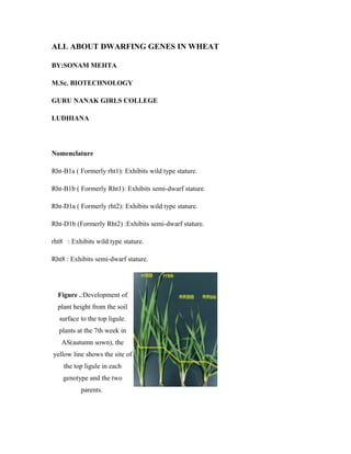 ALL ABOUT DWARFING GENES IN WHEAT
BY:SONAM MEHTA
M.Sc. BIOTECHNOLOGY
GURU NANAK GIRLS COLLEGE
LUDHIANA
Nomenclature
Rht-B1a ( Formerly rht1): Exhibits wild type stature.
Rht-B1b ( Formerly Rht1): Exhibits semi-dwarf stature.
Rht-D1a ( Formerly rht2): Exhibits wild type stature.
Rht-D1b (Formerly Rht2) :Exhibits semi-dwarf stature.
rht8 : Exhibits wild type stature.
Rht8 : Exhibits semi-dwarf stature.
Figure .:Development of
plant height from the soil
surface to the top ligule.
plants at the 7th week in
AS(autumn sown), the
yellow line shows the site of
the top ligule in each
genotype and the two
parents.
 