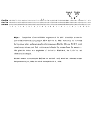 Figure. : Comparison of the nucleotide sequences of the Rht-1 homeologs across the
conserved N-terminal coding region. SNPs between the Rht-1 homeologs are indicated
by lowercase letters and asterisks above the sequences .The Rht-B1b and Rht-D1b point
mutations are shown, and their positions are indicated by arrows above the sequences.
The predicted amino acid sequences of RHT-A1A, RHT-B1A, and RHT-D1A are
identical in this region.
Rht-B1 is located on chromosome 4B (Gale and Marshall, 1976), which was confirmed in both
hexaploid wheat (Rao, 1980) and durum wheat (Blanco et al., 1998).
 