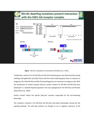 Figure. :Rht-D1 is located on chromosome 4D (Gale et al., 1975).
Traditionally, selection for the Rht-B1b and Rht-D1b dwarfing genes was determined by testing
seedlings with gibberellic acid (GA). Plants with the mutant dwarfing gene show no response to
exogenous GA. Both Rht-B1b and Rht-D1b dwarfing genes are insensitive to exogenous GA. With
the introduction of marker-assisted selection, perfect markers for Rht-B1b and Rht-D1b were
developed in a doubled haploid population that was segregating for the Rht-B1b and Rht-D1b
alleles (Ellis et al., 2002).
Perfect markers detect the specific base-pair mutation responsible for the semi-dwarfing
phenotype.
The mutations involved in the Rht-B1b and Rht-D1b semi-dwarf phenotypes disrupt the GA
signaling pathway. The wild type proteins are thought to act as negative repressors of GA
 