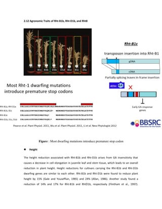 2.12 Agronomic Traits of Rht-B1b, Rht-D1b, and Rht8
Figure : Most dwarfing mutations introduce premature stop codon
 Height
The height reduction associated with Rht-B1b and Rht-D1b arises from GA insensitivity that
causes a decrease in cell elongation in juvenile leaf and stem tissue, which leads to an overall
reduction in plant height. Height reductions for cultivars carrying the Rht-B1b and Rht-D1b
dwarfing genes are similar to each other. Rht-B1b and Rht-D1b were found to reduce plant
height by 15% (Gale and Youseffian, 1985) and 24% (Allan, 1986). Another study found a
reduction of 14% and 17% for Rht-B1b and RhtD1b, respectively (Flintham et al., 1997).
 