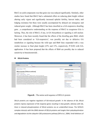 Rht12 on yield components was that grain size was reduced significantly. Similarly, other
studies have found that Rht12 had a substantial effect on reducing plant height without
altering early vigour and significantly increased spikelet fertility, harvest index, and
lodging resistance but these were usually accompanied by delayed ear emergence and
reduced grain weight. .Although Rht12 has been classified as a GA-responsive dwarfing
gene , a comprehensive understanding on the response of Rht12 to exogenous GAs is
lacking. Thus, the role of Rht12, if any, in GA biosynthesis or signaling is still unclear.
Moreover, it has been recently found that the effects of the dwarfing gene Rht8, which
had been considered as ‘GA-responsive’, was possibly not due to defective GA
metabolism or signaling because the wild type and Rht8 lines responded with a very
similar increase in final plant height (15% and 13%, respectively; P<0.05) with GA3
application. It has been proposed that the effects of Rht8 are possibly due to reduced
sensitivity to brassinosteroids .
 DELLA Proteins
Figure8. : The amino acid sequence of DELLA protein
DELLA proteins are negative regulators of GA-induced growth. In the absence of GA, DELLA
proteins repress expression of GA response genes resulting in slow growth, whereas with GA,
there is induced phosphorylation of DELLA proteins via an unidentiﬁed kinase. The SCFSLY1
complex interacts with the GRAS domain of DELLA proteins and targets their polyubiquitination
and degradation via the ubiquitin–26S proteasome pathway (Dill et al., 2004). Small deletions of
 
