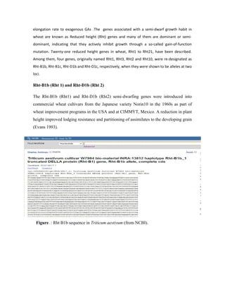 elongation rate to exogenous GAs .The genes associated with a semi-dwarf growth habit in
wheat are known as Reduced height (Rht) genes and many of them are dominant or semi-
dominant, indicating that they actively inhibit growth through a so-called gain-of-function
mutation. Twenty-one reduced height genes in wheat, Rht1 to Rht21, have been described.
Among them, four genes, originally named Rht1, Rht3, Rht2 and Rht10, were re-designated as
Rht-B1b, Rht-B1c, Rht-D1b and Rht-D1c, respectively, when they were shown to be alleles at two
loci.
Rht-B1b (Rht 1) and Rht-D1b (Rht 2)
The Rht-B1b (Rht1) and Rht-D1b (Rht2) semi-dwarfing genes were introduced into
commercial wheat cultivars from the Japanese variety Norin10 in the 1960s as part of
wheat improvement programs in the USA and at CIMMYT, Mexico. A reduction in plant
height improved lodging resistance and partitioning of assimilates to the developing grain
(Evans 1993).
Figure. : Rht B1b sequence in Triticum aestivum (from NCBI).
 