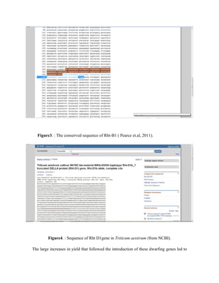 Figure3. : The conserved sequence of Rht-B1 ( Pearce et.al, 2011).
Figure4. : Sequence of Rht D1gene in Triticum aestivum (from NCBI).
The large increases in yield that followed the introduction of these dwarfing genes led to
 