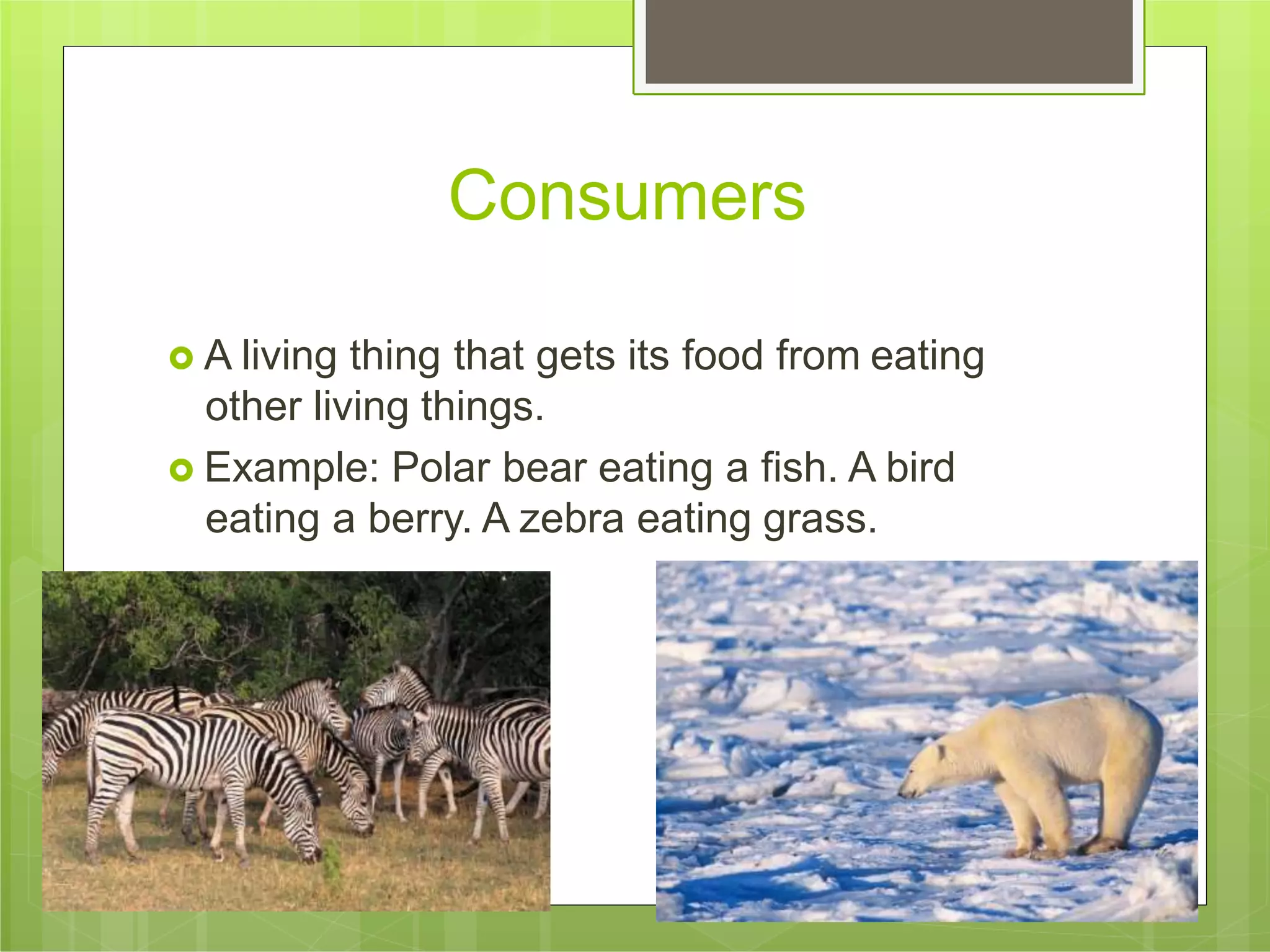 Consumers
 A living thing that gets its food from eating
other living things.
 Example: Polar bear eating a fish. A bird
eating a berry. A zebra eating grass.
 