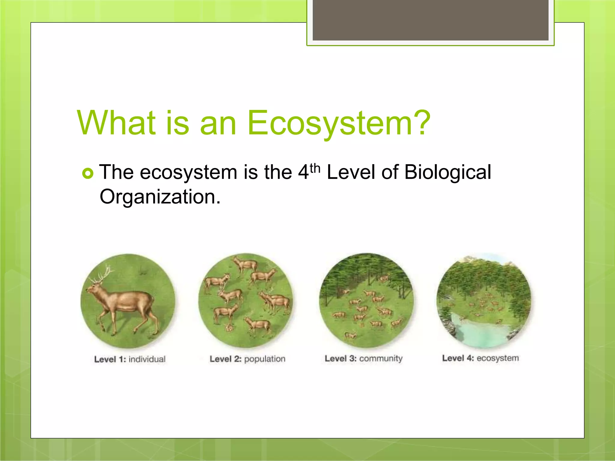What is an Ecosystem?
 The ecosystem is the 4th Level of Biological
Organization.
 