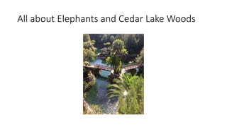All about Elephants and Cedar Lake Woods
 