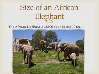 
The African Elephant is 13,000 pounds and 13 feet.
Size of an African
Elephant
 