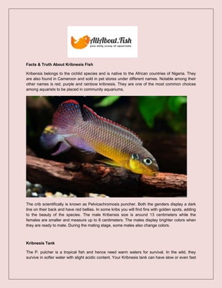 Facts & Truth About Kribnesis Fish
Kribensis belongs to the cichlid species and is native to the African countries of Nigeria. They
are also found in Cameroon and sold in pet stores under different names. Notable among their
other names is red, purple and rainbow kribnesis. They are one of the most common choices
among aquarists to be placed in community aquariums.
The crib scientifically is known as Pelvicachromosis puncher. Both the genders display a dark
line on their back and have red bellies. In some kribs you will find fins with golden spots, adding
to the beauty of the species. The male Kribensis size is around 13 centimeters while the
females are smaller and measure up to 8 centimeters. The males display brighter colors when
they are ready to mate. During the mating stage, some males also change colors.
Kribnesis Tank
The P. pulcher is a tropical fish and hence need warm waters for survival. In the wild, they
survive in softer water with slight acidic content. Your Kribnesis tank can have slow or even fast
 