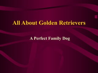 All About Golden Retrievers A Perfect Family Dog 