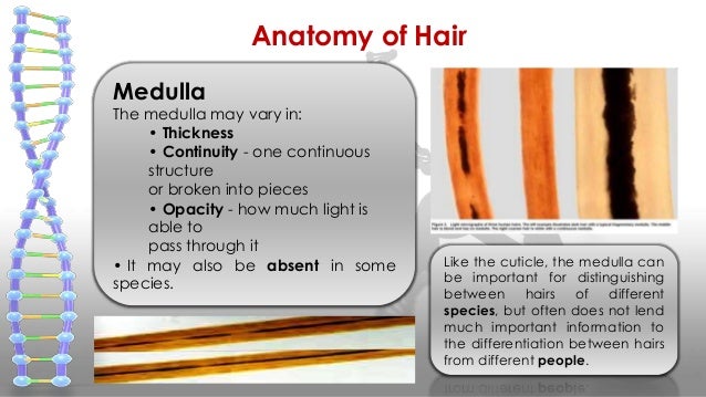All about hair ppt