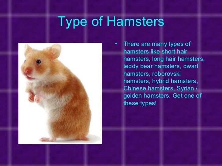 all hamsters