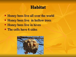 Habitat Honey bees live all over the world Honey bees live  in hollow trees Honey bees live in hives The cells have 6 sides  