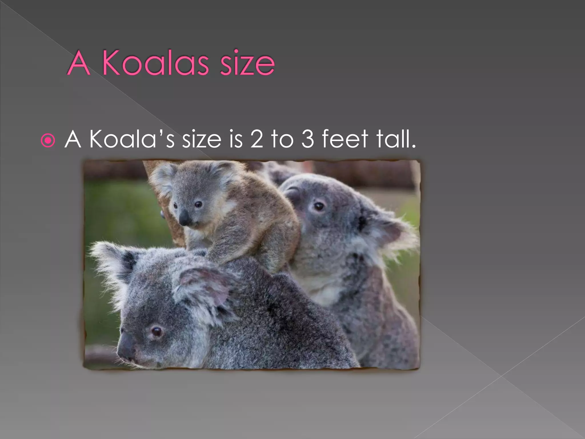  A Koala’s size is 2 to 3 feet tall.