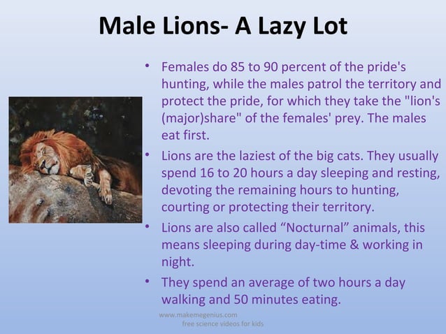 All About Lions 30 Fun interesting Facts For Kids Ppt 