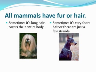 All About Mammals Ppt