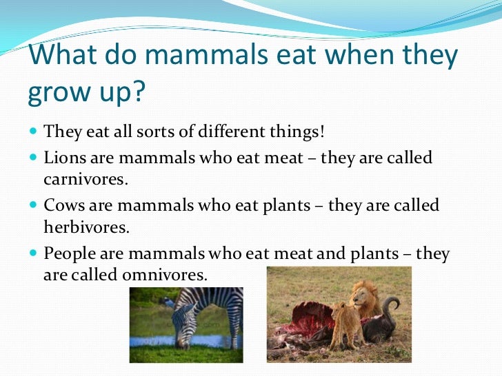 All about mammals