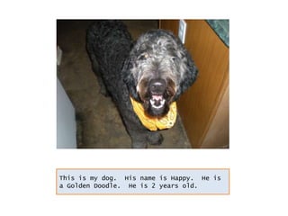 This is my dog.  His name is Happy.  He is a Golden Doodle.  He is 2 years old. 