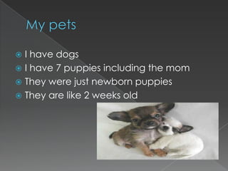 My petsI have dogsI have 7 puppies including the momThey were just newborn puppiesThey are like 2 weeks old