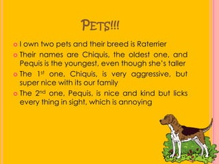 Pets!!!I own two pets and their breed is RaterrierTheir names are Chiquis, the oldest one, and Pequis is the youngest, even though she’s tallerThe 1st one, Chiquis, is very aggressive, but super nice with its our familyThe 2nd one, Pequis, is nice and kind but licks every thing in sight, which is annoying