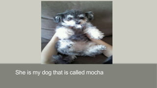 She is my dog that is called mocha

 