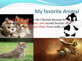 My favorite Animal 
My favorite animal is the Cheetah because its 
awesome and really fast, and second favorite a cat 
because there awesome when there really young. 
 