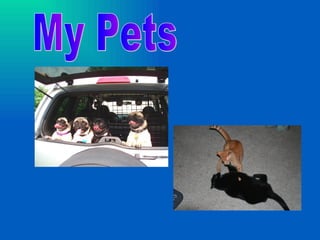 My Pets 