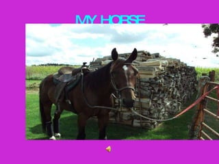 MY HORSE 