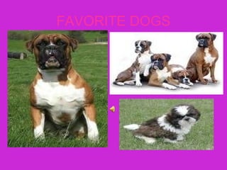 FAVORITE DOGS 