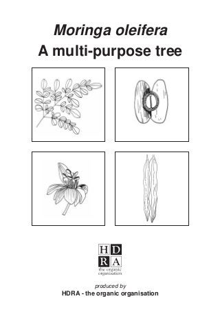 produced by
HDRA - the organic organisation
Moringa oleifera
A multi-purpose tree
 