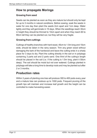 Moringa oleifera A multi-purpose tree
Page 13 HDRA - the organic organisation
How to propagate Moringa
Growing from seed
Seeds can be planted as soon as they are mature but should only be kept
for up to 3 months in natural conditions. Before sowing, soak the seeds in
water for one day then plant the seeds 2cm apart and 1cm deep. Water
lightly and they will germinate in 15 days. When the seedlings reach 30cm
in height they should be thinned to 10cm apart and when they reach 60 to
90cm tall they can be planted out, but they will be very fragile.
Growing from cuttings
Cuttings of healthy branches with hard wood, 45cm to 1.5m long and 10cm
wide, should be taken in the rainy season. Trim any green wood without
damaging the bark of the hardwood and leave the cutting ends in a shady
place for 3 days to dry. Plant the cutting directly in the soil or in polybags
containing 3 parts soil and 2 parts sand. One third of the cutting’s length
should be placed in the soil (i.e. if the cutting is 1.5m long, plant it 50cm
deep). The soil should be moist but not over watered. Cuttings planted in
polybags will take a long time to develop roots and may be planted out after
2 or 3 months.
Production rates
Within 3 years of planting one tree will produce 300 to 400 pods every year
and a mature tree can produce up to 1000 pods. Frequent pruning of the
growth tips will maintain and increase leaf growth and the height can be
controlled to make harvesting easier.
 